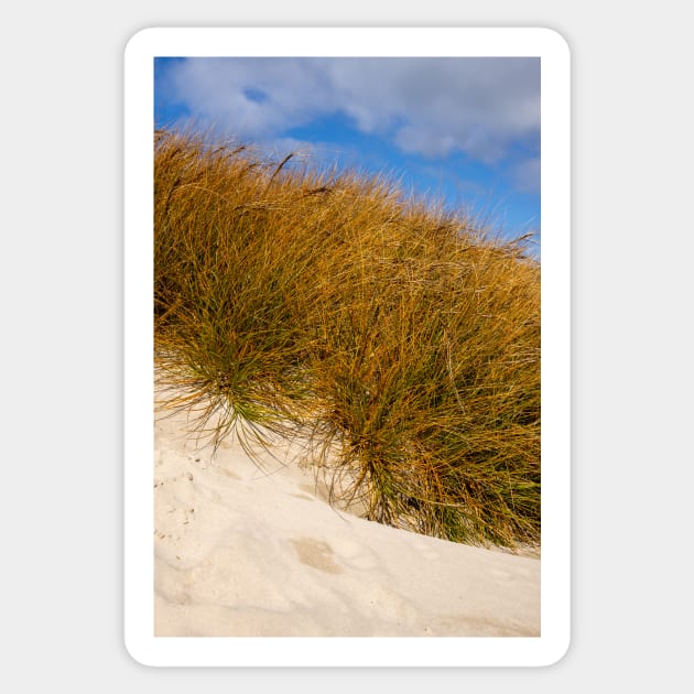 Beach grass. Sticker by sma1050